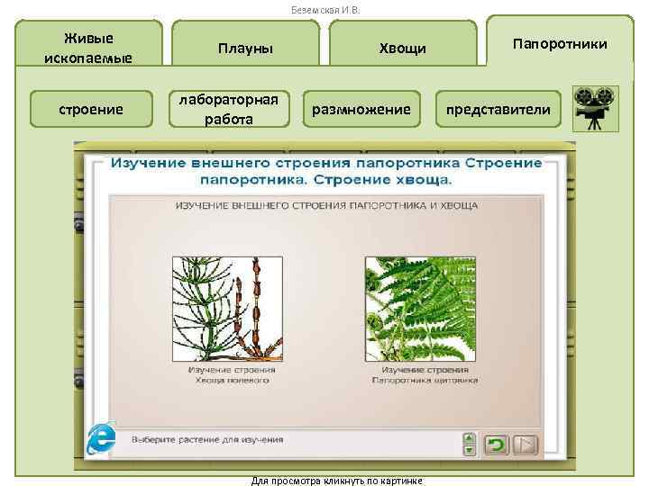 Беземская И. В. Живые ископаемые строение Плауны лабораторная работа Хвощи размножение Для просмотра кликнуть