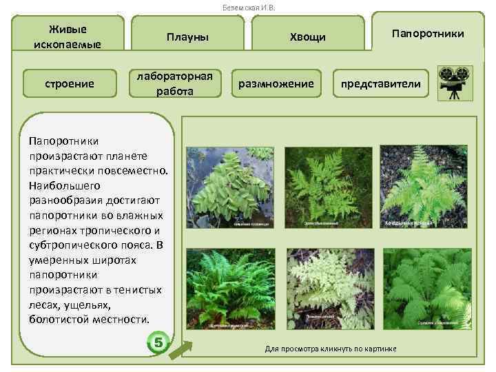 Беземская И. В. Живые ископаемые строение Плауны лабораторная работа Хвощи размножение Папоротники представители Папоротники