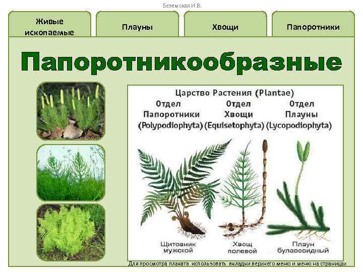 Беземская И. В. Живые ископаемые Плауны Хвощи Папоротникообразные Для просмотра плаката использовать вкладки верхнего