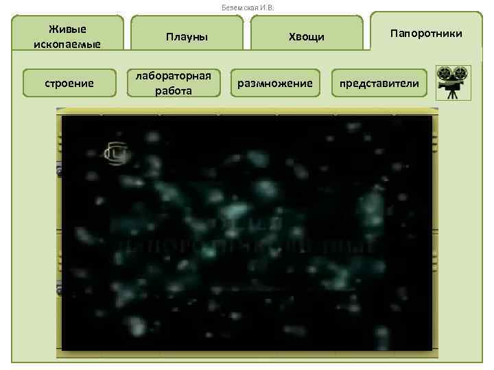 Беземская И. В. Живые ископаемые строение Плауны лабораторная работа Хвощи размножение Папоротники представители 