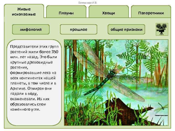 Беземская И. В. Живые ископаемые Плауны мифология Представители этих групп растений жили более 350