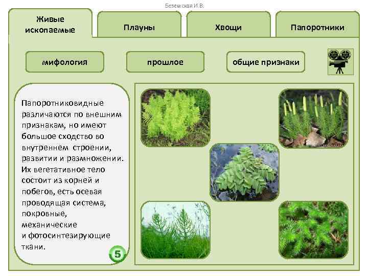 Беземская И. В. Живые ископаемые Плауны мифология Папоротниковидные различаются по внешним признакам, но имеют