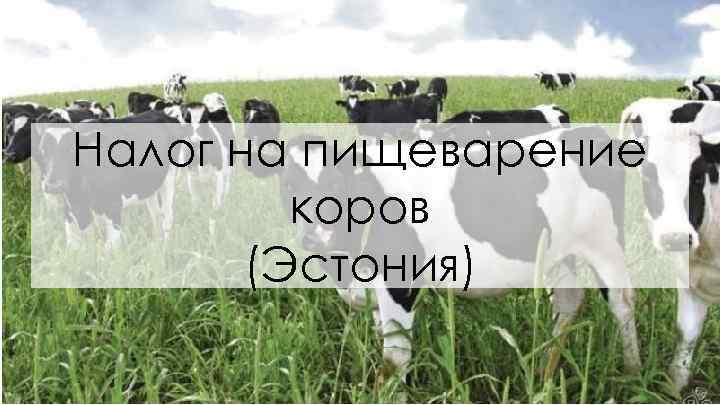 Налог на пищеварение коров (Эстония) 