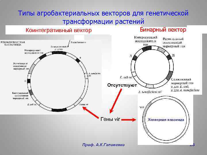 Генетическая карта микроорганизмов