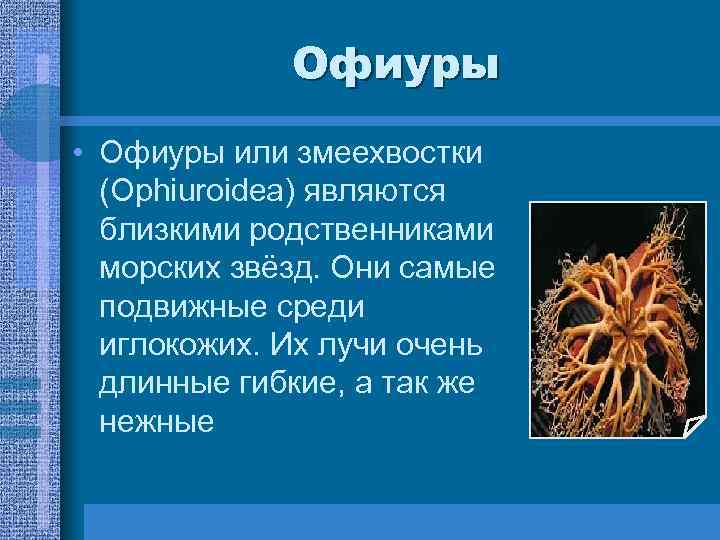 Офиуры • Офиуры или змеехвостки (Ophiuroidea) являются близкими родственниками морских звёзд. Они самые подвижные