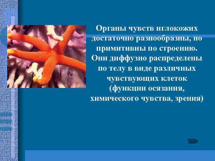 Органы чувств иглокожих достаточно разнообразны, но примитивны по строению. Они диффузно распределены по телу