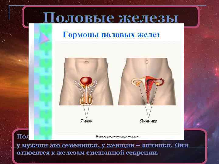 Половые железы: у мужчин это семенники, у женщин – яичники. Они относятся к железам