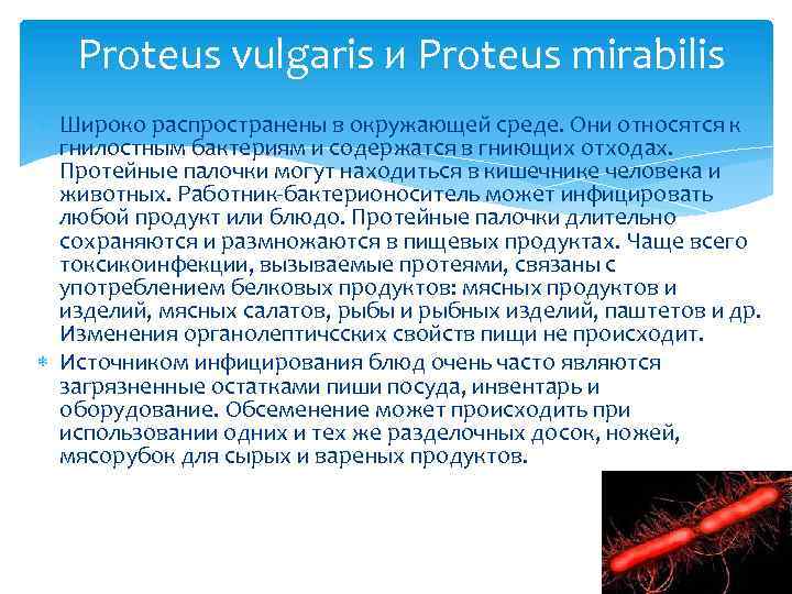  Proteus vulgaris и Proteus mirabilis Широко распространены в окружающей среде. Они относятся к