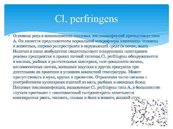 Cl. perfringens Основная роль в возникновении пищевых токсикоинфекций принадлежит типа А. Он является представителем