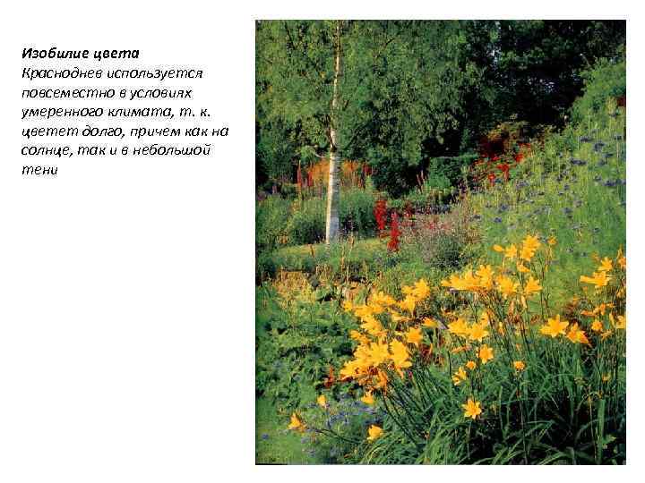 Изобилие цвета Красноднев используется повсеместно в условиях умеренного климата, т. к. цветет долго, причем