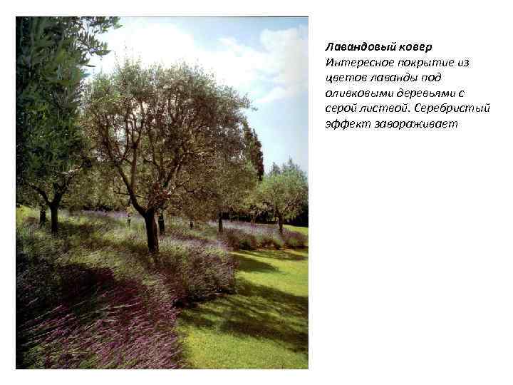 Лавандовый ковер Интересное покрытие из цветов лаванды под оливковыми деревьями с серой листвой. Серебристый