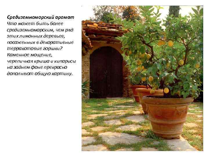 Средиземноморский аромат Что может быть более средиземноморским, чем ряд этих лимонных деревьев, посаженных в
