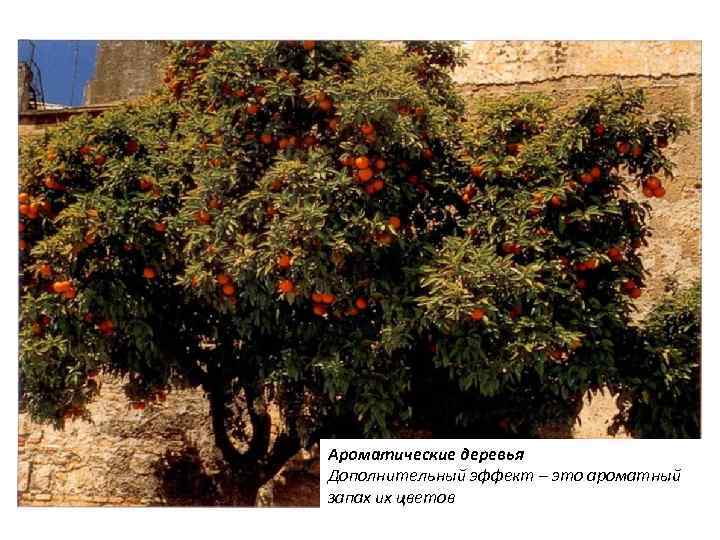 Ароматические деревья Дополнительный эффект – это ароматный запах их цветов 