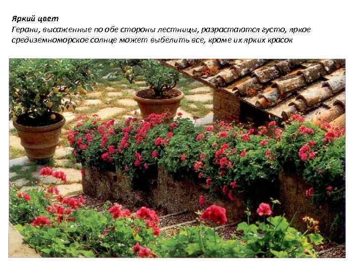 Яркий цвет Герани, высаженные по обе стороны лестницы, разрастаются густо, яркое средиземноморское солнце может