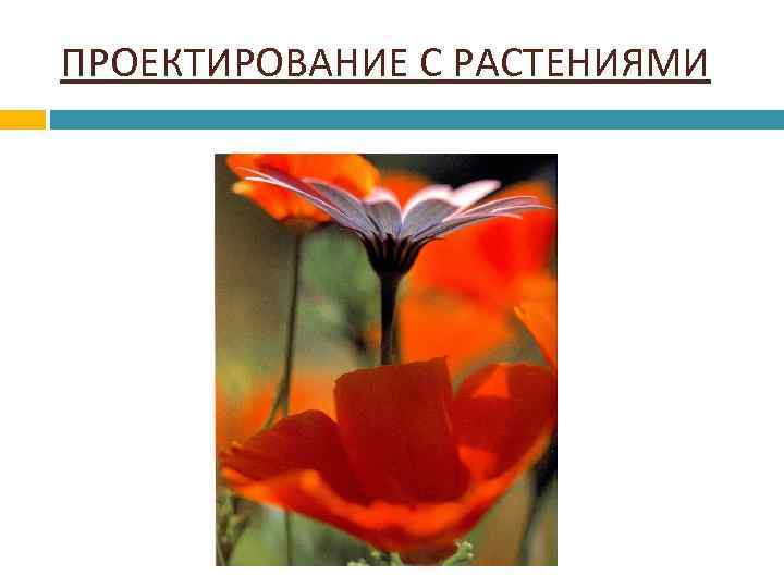 ПРОЕКТИРОВАНИЕ С РАСТЕНИЯМИ 