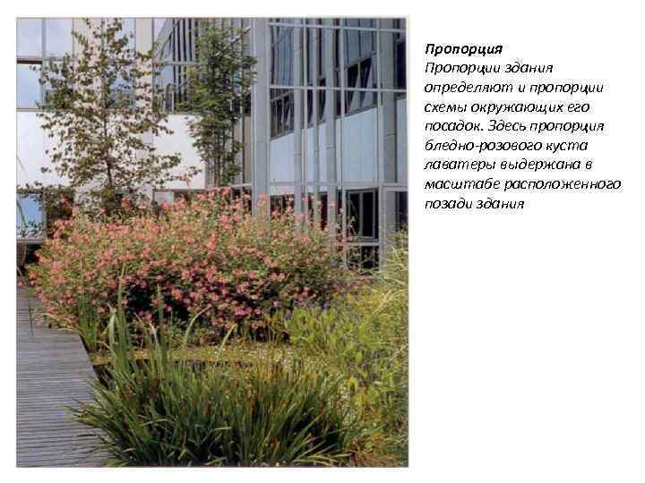 Пропорция Пропорции здания определяют и пропорции схемы окружающих его посадок. Здесь пропорция бледно розового