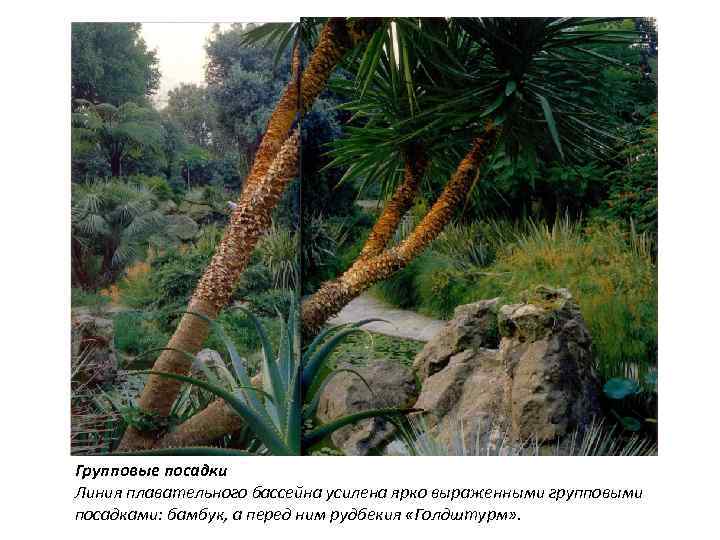 Групповые посадки Линия плавательного бассейна усилена ярко выраженными групповыми посадками: бамбук, а перед ним