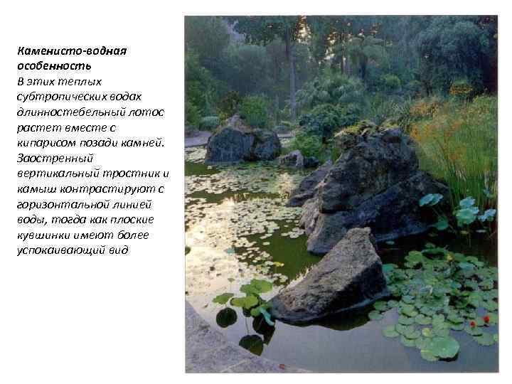 Каменисто-водная особенность В этих теплых субтропических водах длинностебельный лотос растет вместе с кипарисом позади