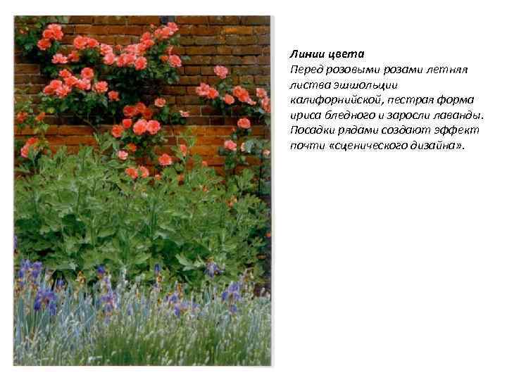 Линии цвета Перед розовыми розами летняя листва эшшольции калифорнийской, пестрая форма ириса бледного и