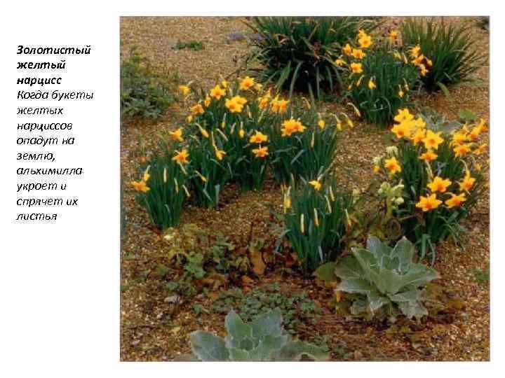 Золотистый желтый нарцисс Когда букеты желтых нарциссов опадут на землю, альхимилла укроет и спрячет