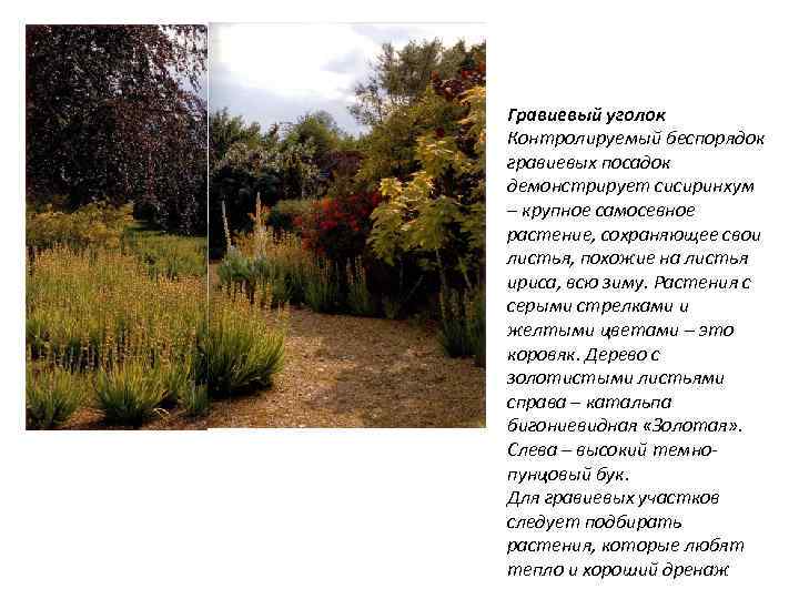 Гравиевый уголок Контролируемый беспорядок гравиевых посадок демонстрирует сисиринхум – крупное самосевное растение, сохраняющее свои