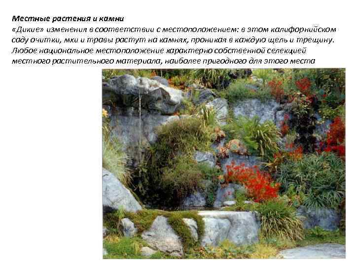 Местные растения и камни «Дикие» изменения в соответствии с местоположением: в этом калифорнийском саду