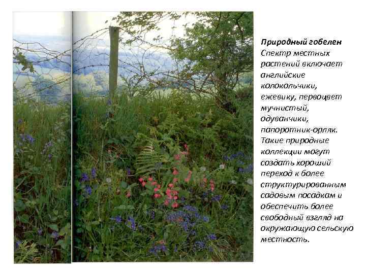 Природный гобелен Спектр местных растений включает английские колокольчики, ежевику, первоцвет мучнистый, одуванчики, папоротник орляк.