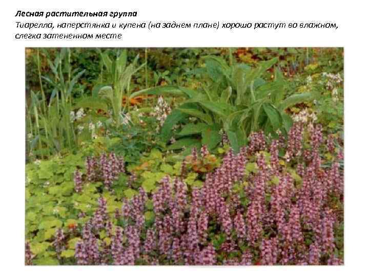 Лесная растительная группа Тиарелла, наперстянка и купена (на заднем плане) хорошо растут во влажном,