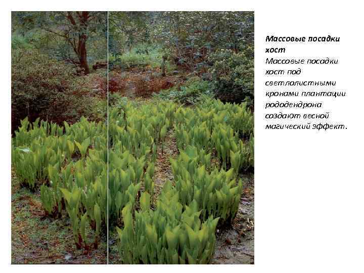 Массовые посадки хост под светлолистными кронами плантации рододендрона создают весной магический эффект. 