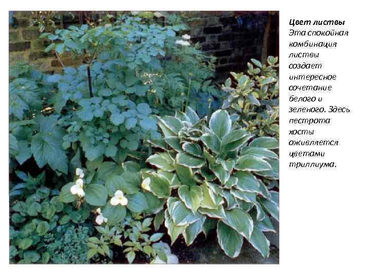 Цвет листвы Эта спокойная комбинация листвы создает интересное сочетание белого и зеленого. Здесь пестрота