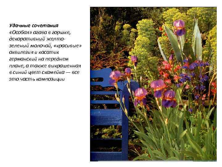 Удачные сочетания «Особая» агава в горшке, декоративный желто зеленый молочай, «красивые» аквилегия и касатик