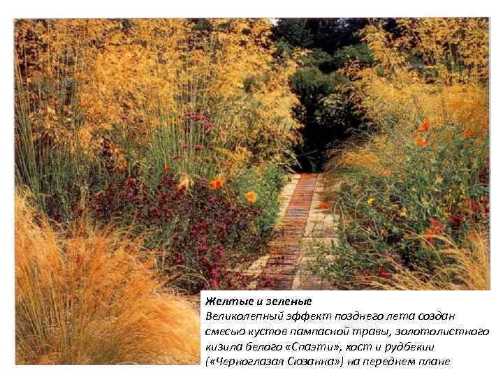 Желтые и зеленые Великолепный эффект позднего лета создан смесью кустов пампасной травы, золотолистного кизила