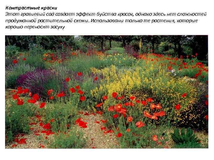Контрастные краски Этот гравиевый сад создает эффект буйства красок, однако здесь нет сложностей продуманной