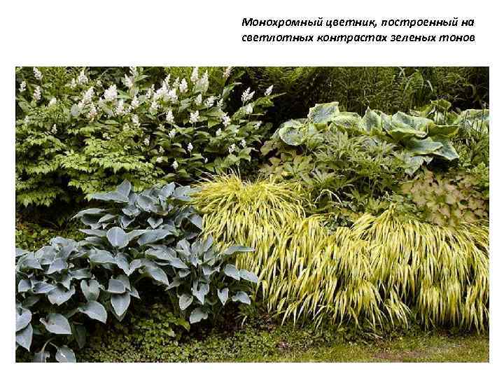 Монохромный цветник, построенный на светлотных контрастах зеленых тонов 