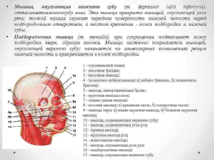  • • Мышца, опускающая нижнюю губу (m. depressor labii inferioris), оттягиваетнижнююгубу вниз. Эта