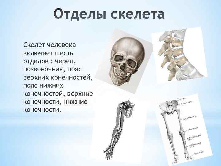 Скелет человека включает шесть отделов : череп, позвоночник, пояс верхних конечностей, пояс нижних конечностей,