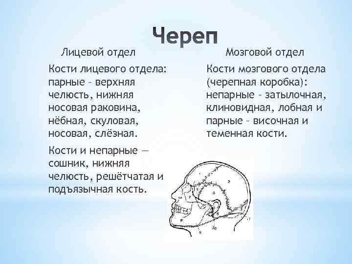 Лицевой отдел Кости лицевого отдела: парные – верхняя челюсть, нижняя носовая раковина, нёбная, скуловая,