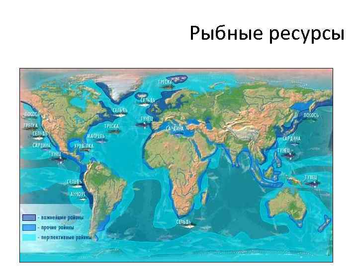 Рыбные ресурсы 