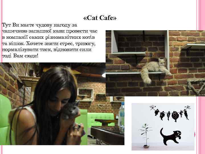  «Cat Cafe» Тут Ви маєте чудову нагоду за чашечкою запашної кави провести час