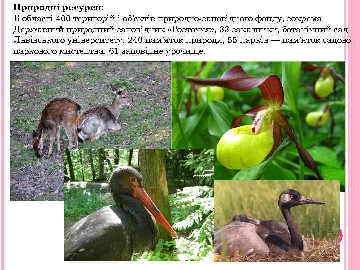 Природні ресурси: В області 400 територій і об'єктів природно-заповідного фонду, зокрема Державний природний заповідник