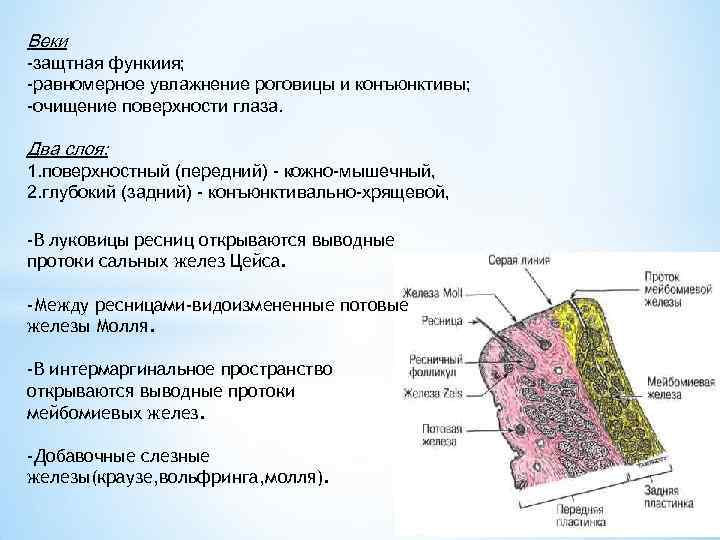 Веки -защтная функиия; -равномерное увлажнение роговицы и конъюнктивы; -очищение поверхности глаза. Два слоя: 1.