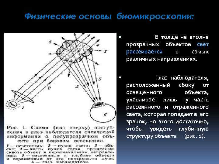 Физические основы биомикроскопии: В толще не вполне прозрачных объектов свет рассеивается в самых различных