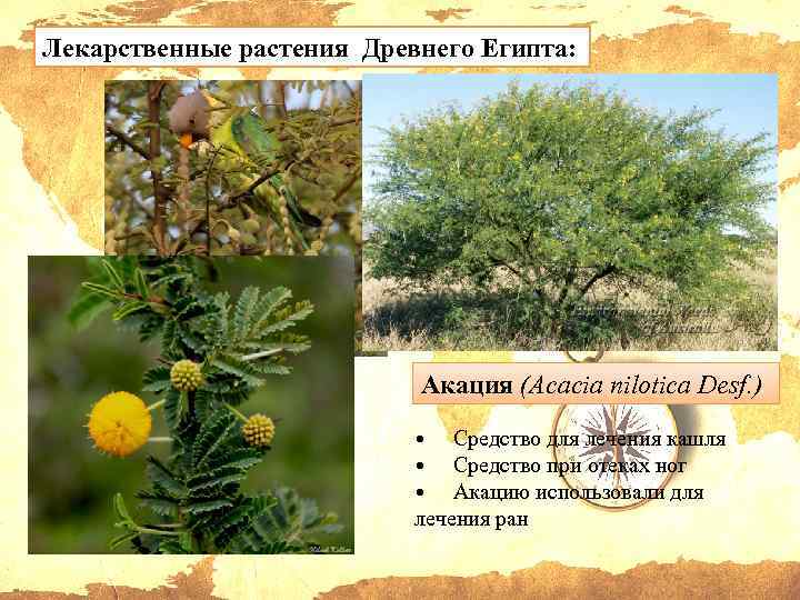 Лекарственные растения Древнего Египта: Акация (Acacia nilotica Desf. ) • Средство для лечения кашля