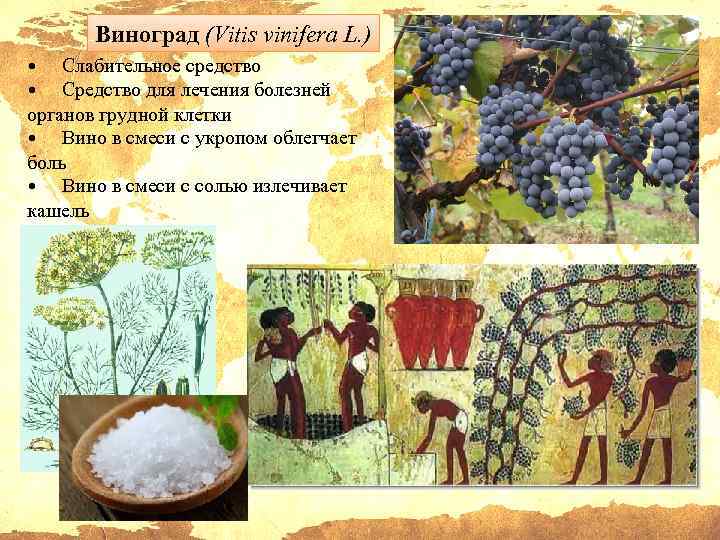 Виноград (Vitis vinifera L. ) • Слабительное средство • Средство для лечения болезней органов