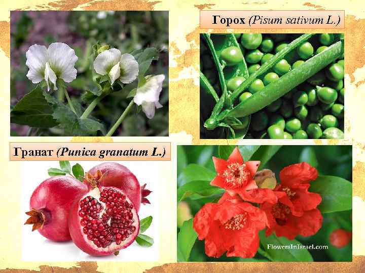 Горох (Pisum sativum L. ) Гранат (Punica granatum L. ) 