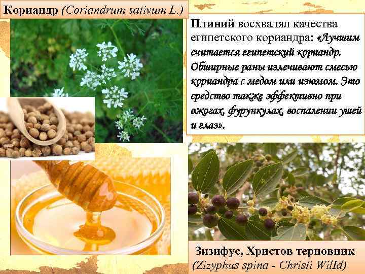 Кориандр (Coriandrum sativum L. ) Плиний восхвалял качества египетского кориандра: «Лучшим считается египетский кориандр.