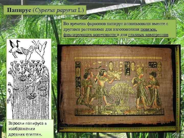 Папирус (Cyperus papyrus L) Во времена фараонов папирус использовали вместе с другими растениями для