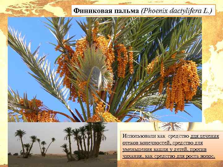 Финиковая пальма (Phoenix dactylifera L. ) Использовали как средство для лечения отеков конечностей, средство