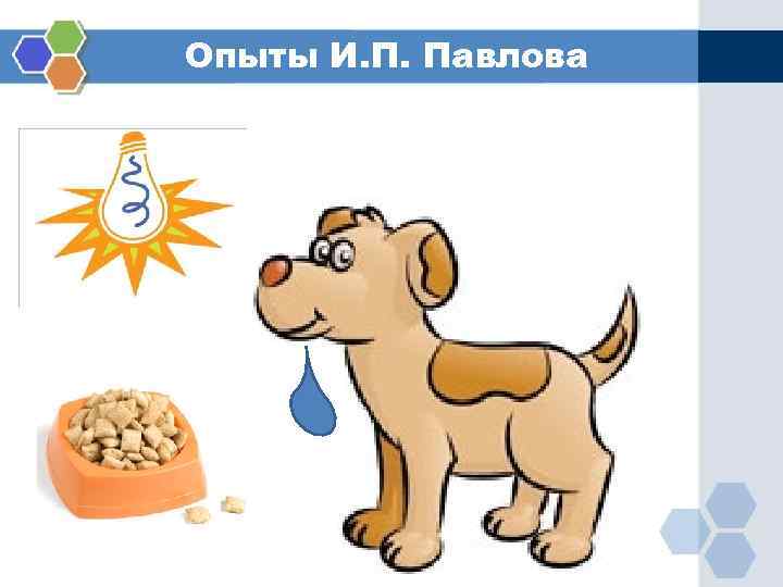 Опыты И. П. Павлова 