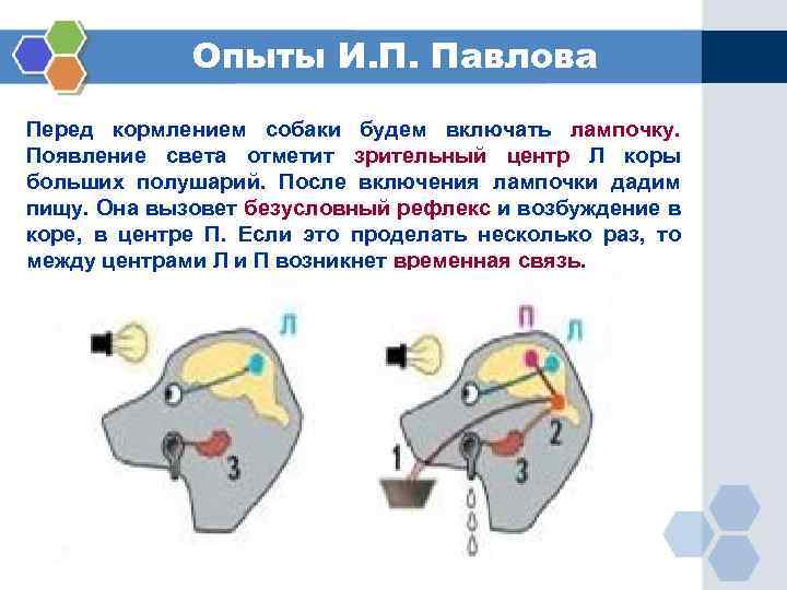 Опыты И. П. Павлова Перед кормлением собаки будем включать лампочку. Появление света отметит зрительный